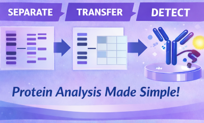 Understanding Western Blotting: From Sample to Signal